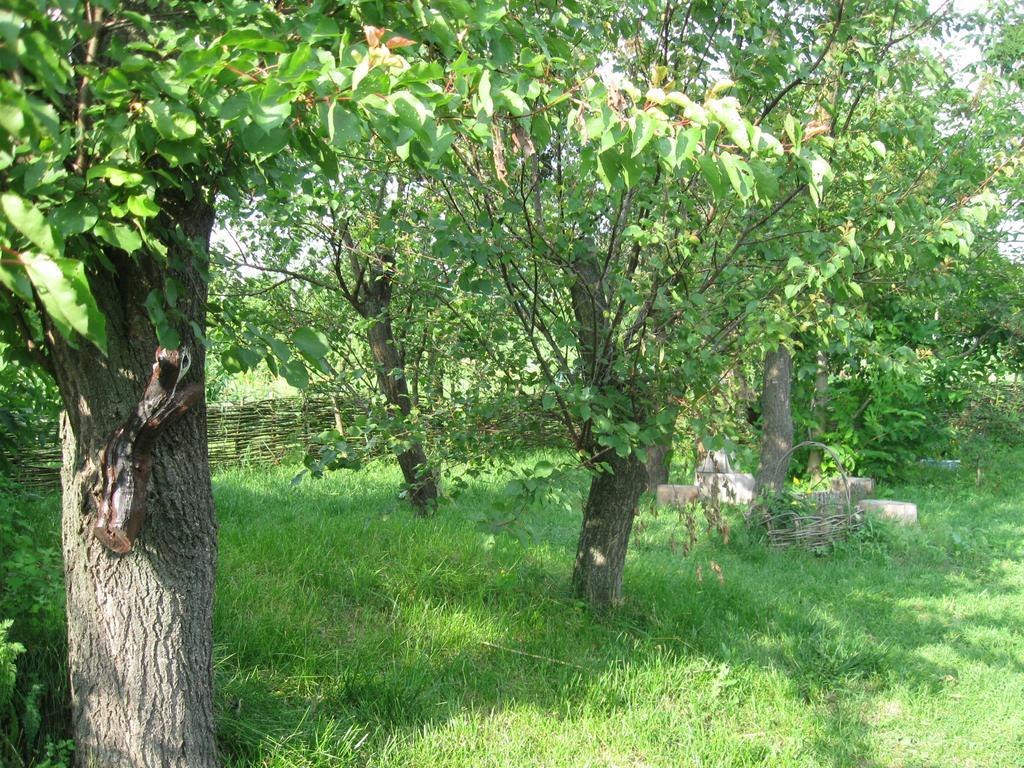 Penzion Maliovnytsya Dybintsy Exteriér fotografie